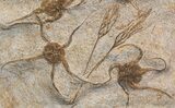 Fossil Brittle Star, Trilobite & Crinoid Plate #40478-2